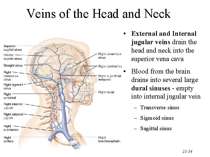 Veins of the Head and Neck • External and Internal jugular veins drain the