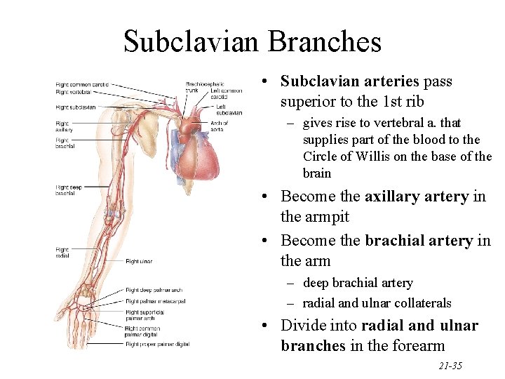 Subclavian Branches • Subclavian arteries pass superior to the 1 st rib – gives
