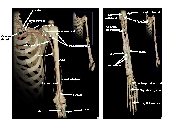 vertebral Ulnar collateral thyrocervical Radial collateral brachial suprascapular Common interosseous thoracoacromial axillary Common Carotid