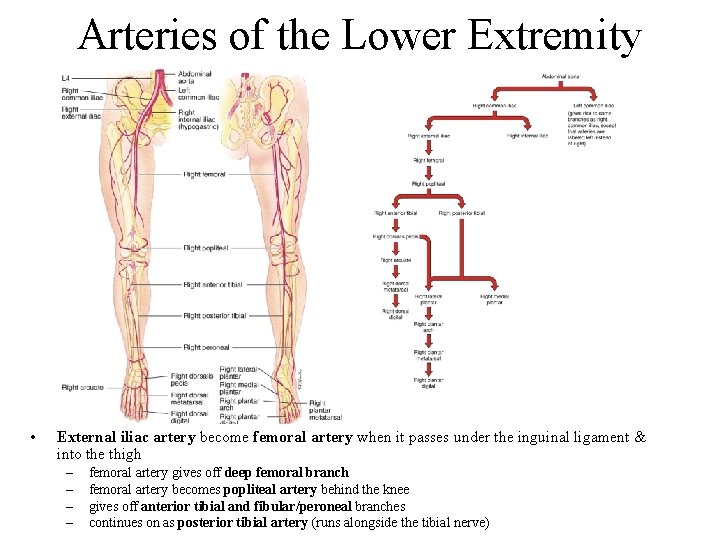 Arteries of the Lower Extremity • External iliac artery become femoral artery when it