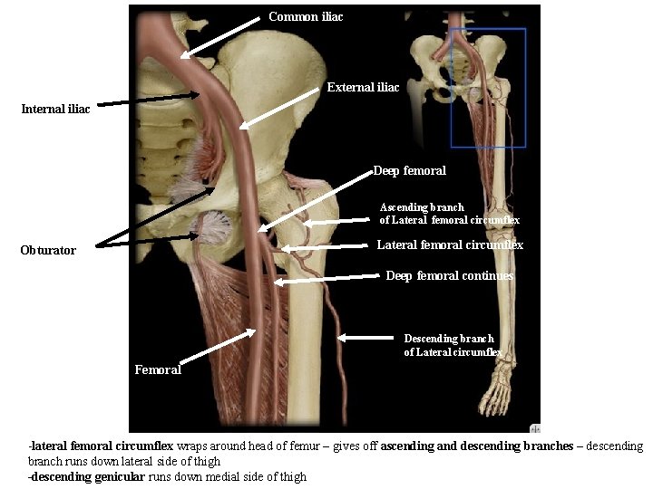 Common iliac External iliac Internal iliac Deep femoral Ascending branch of Lateral femoral circumflex