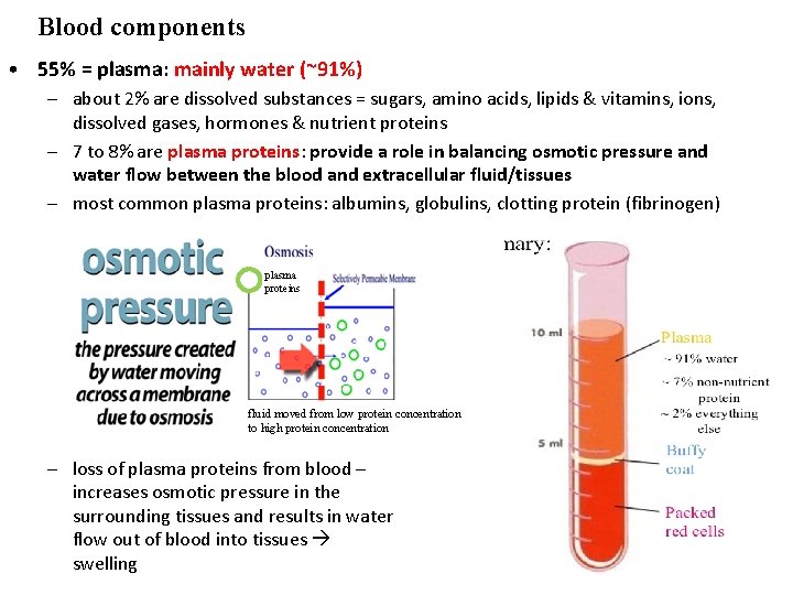 Blood components • 55% = plasma: mainly water (~91%) – about 2% are dissolved