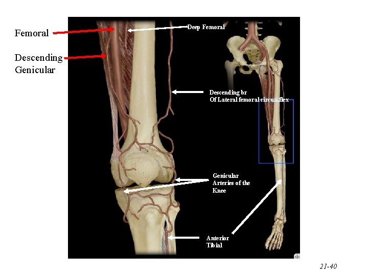 Femoral Deep Femoral Descending Genicular Descending br Of Lateral femoral circumflex Genicular Arteries of