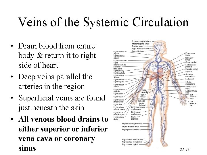 Veins of the Systemic Circulation • Drain blood from entire body & return it