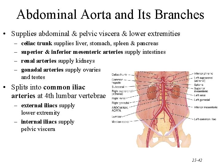 Abdominal Aorta and Its Branches • Supplies abdominal & pelvic viscera & lower extremities