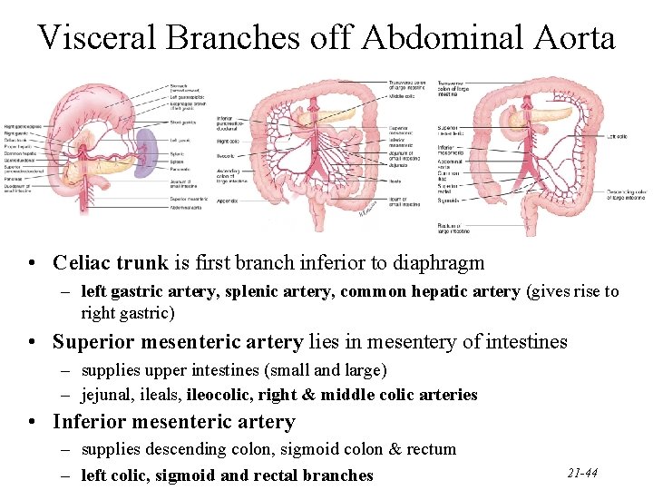 Visceral Branches off Abdominal Aorta • Celiac trunk is first branch inferior to diaphragm