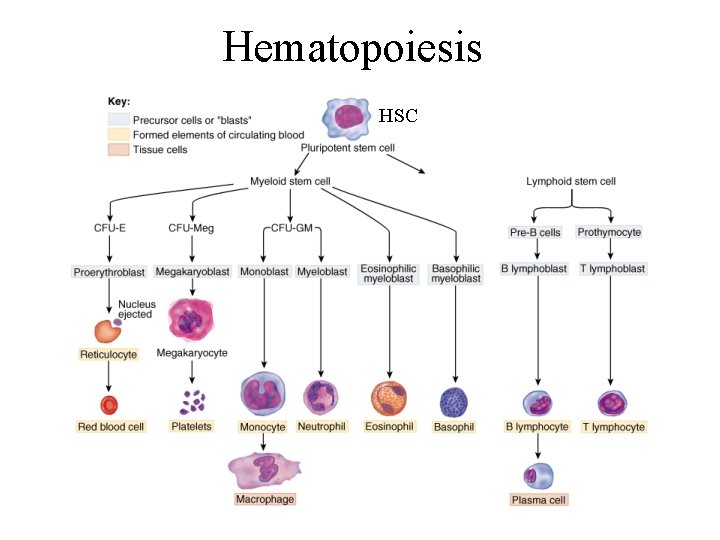 Hematopoiesis HSC 