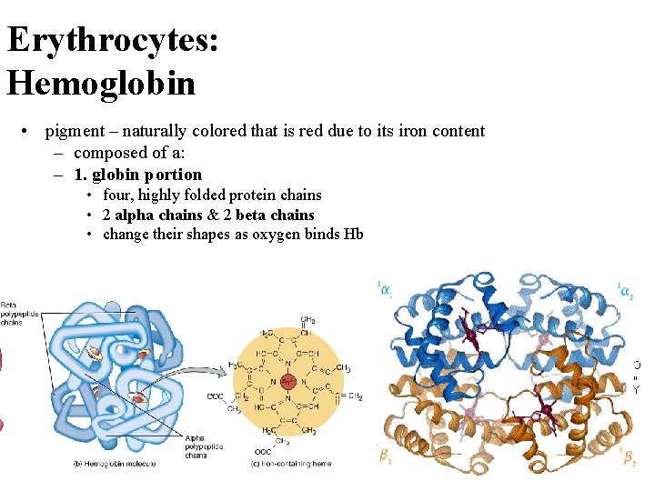 Erythrocytes: Hemoglobin • pigment – naturally colored that is red due to its iron