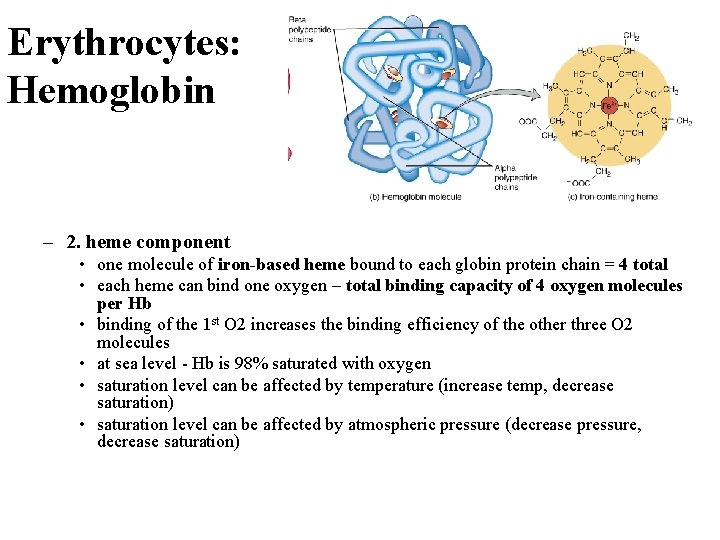Erythrocytes: Hemoglobin – 2. heme component • one molecule of iron-based heme bound to