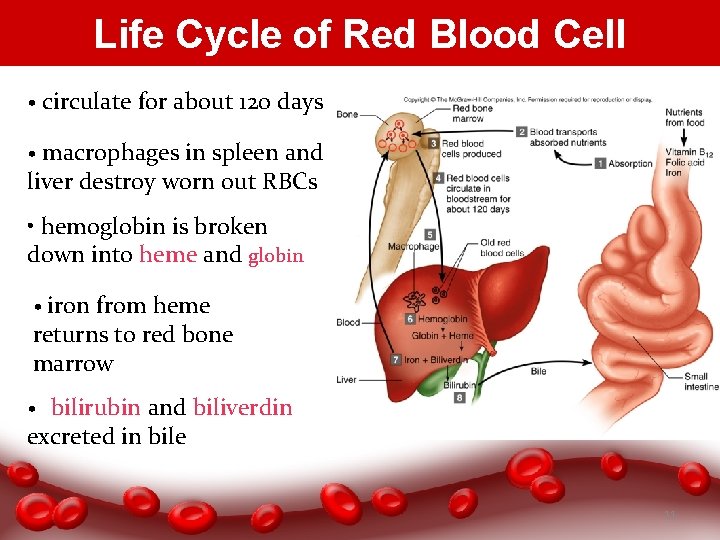 Life Cycle of Red Blood Cell • circulate for about 120 days • macrophages