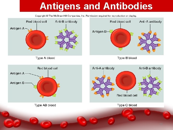 Antigens and Antibodies 16 