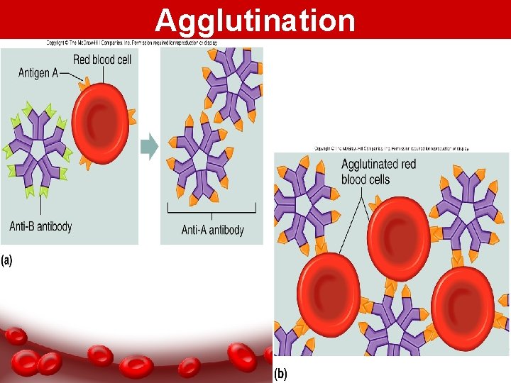 Agglutination 17 