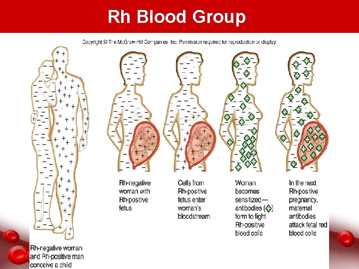 Rh Blood Group 22 