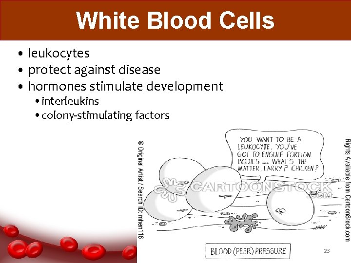 White Blood Cells • leukocytes • protect against disease • hormones stimulate development •