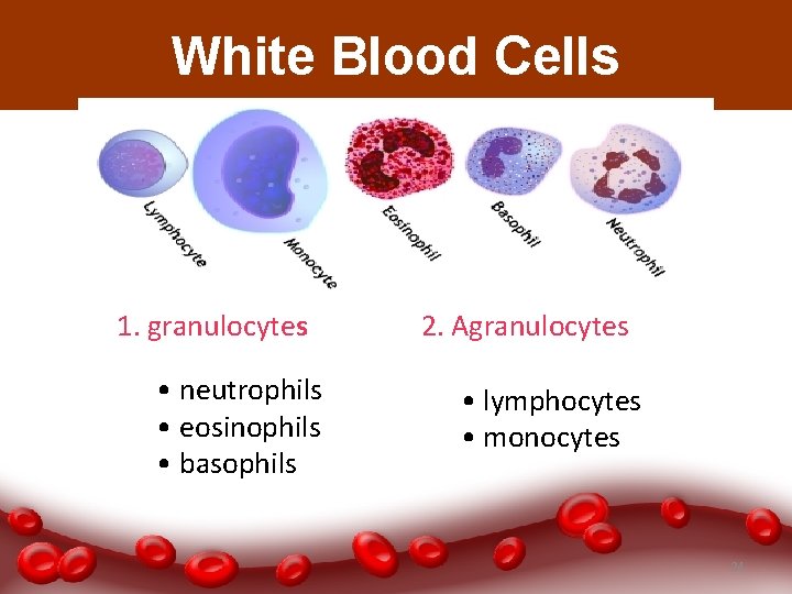 White Blood Cells 1. granulocytes • neutrophils • eosinophils • basophils 2. Agranulocytes •