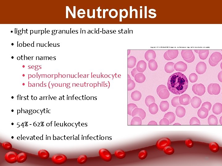 Neutrophils • light purple granules in acid-base stain • lobed nucleus • other names