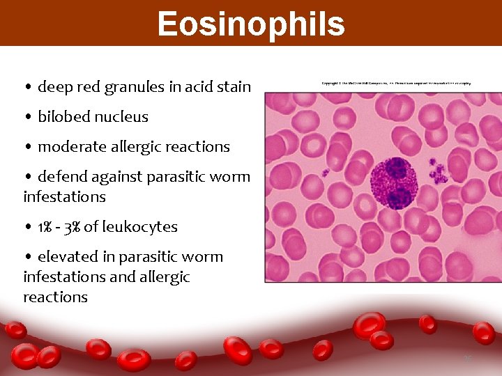 Eosinophils • deep red granules in acid stain • bilobed nucleus • moderate allergic
