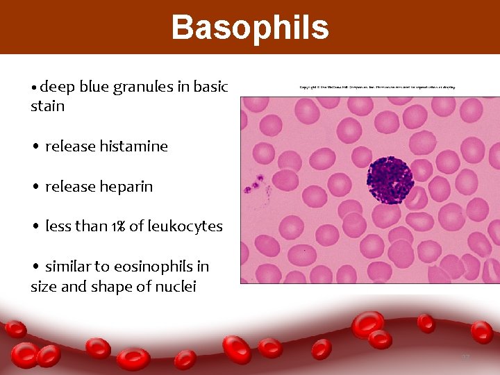 Basophils • deep blue granules in basic stain • release histamine • release heparin