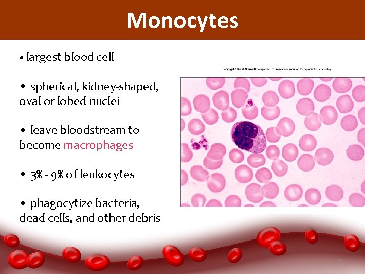 Monocytes • largest blood cell • spherical, kidney-shaped, oval or lobed nuclei • leave