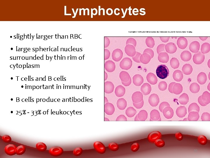 Lymphocytes • slightly larger than RBC • large spherical nucleus surrounded by thin rim