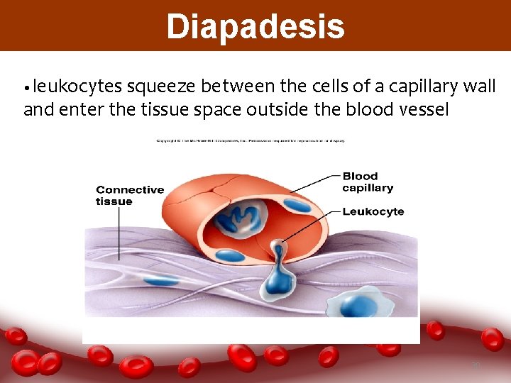 Diapadesis • leukocytes squeeze between the cells of a capillary wall and enter the