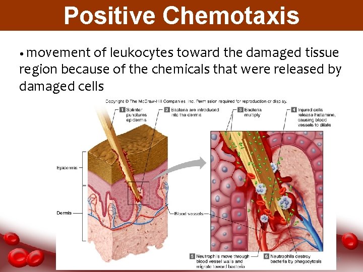 Positive Chemotaxis • movement of leukocytes toward the damaged tissue region because of the