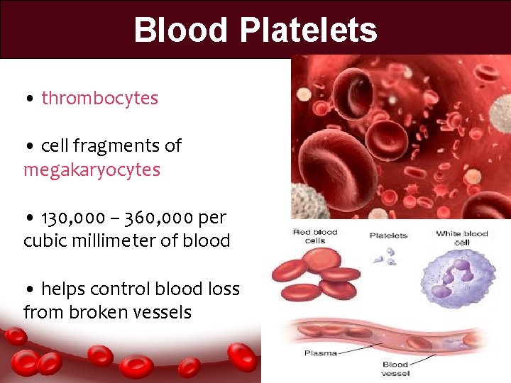 Blood Platelets • thrombocytes • cell fragments of megakaryocytes • 130, 000 – 360,