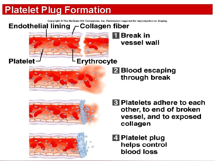 Platelet Plug Formation 44 