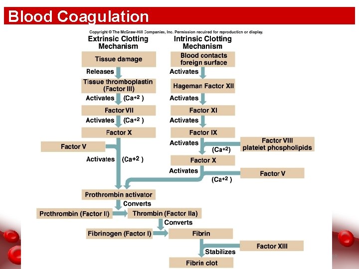 Blood Coagulation 48 
