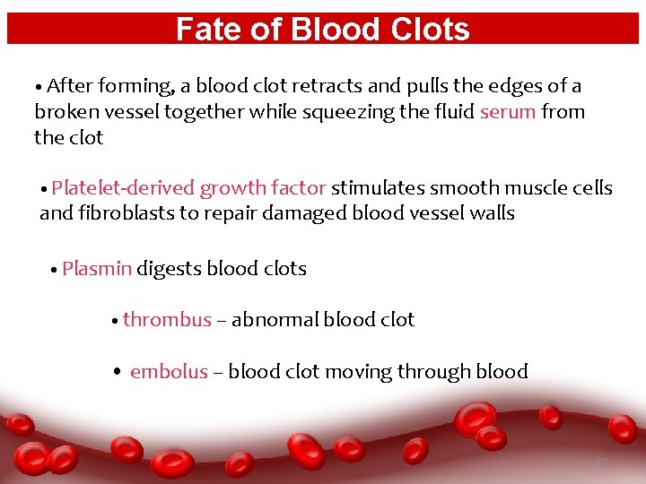 Fate of Blood Clots • After forming, a blood clot retracts and pulls the