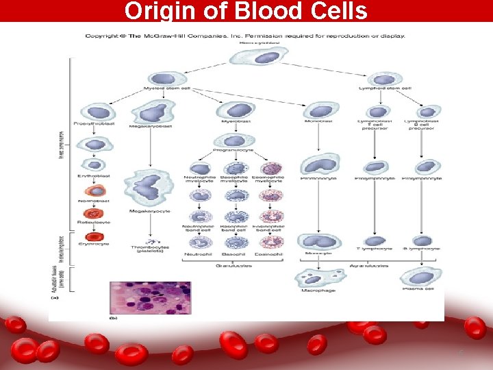 Origin of Blood Cells 6 
