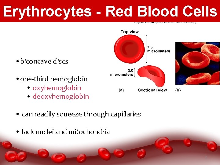 Erythrocytes - Red Blood Cells • biconcave discs • one-third hemoglobin • oxyhemoglobin •