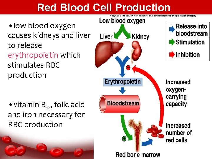Red Blood Cell Production • low blood oxygen causes kidneys and liver to release