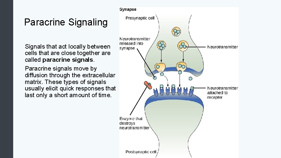 Cell Communication Biology for Majors Introduction to Cell