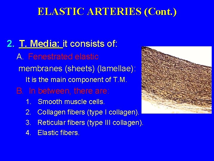 HISTOLOGY OF THE BLOOD VESSELS By the end