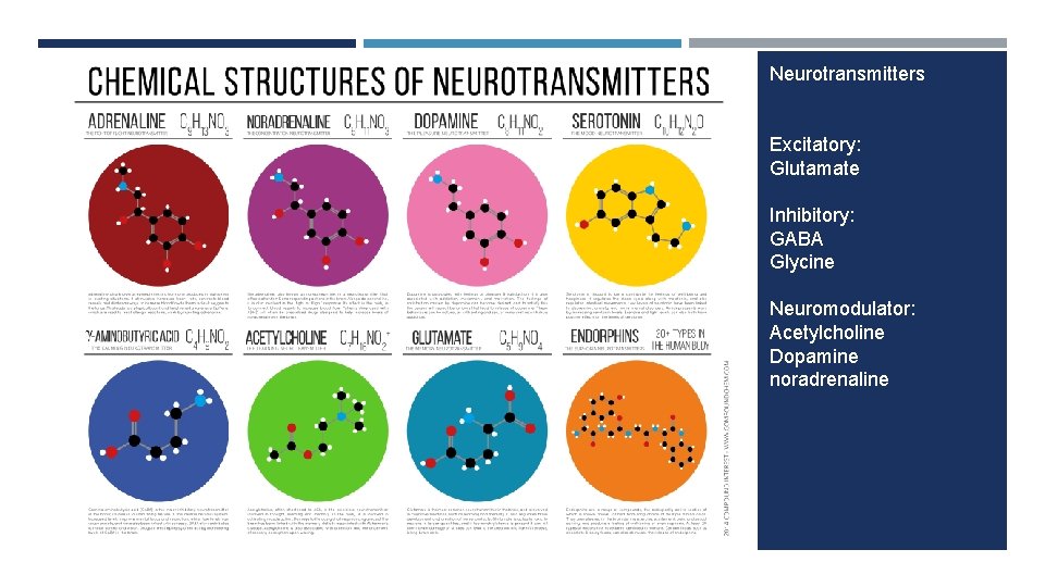 Neurotransmitters Excitatory: Glutamate Inhibitory: GABA Glycine Neuromodulator: Acetylcholine Dopamine noradrenaline 