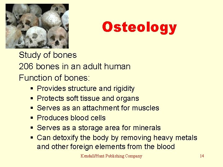 Osteology Study of bones 206 bones in an adult human Function of bones: Provides