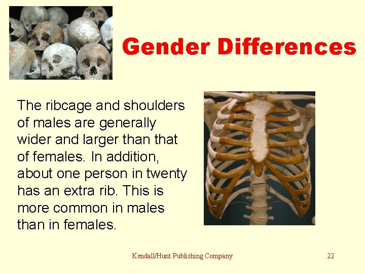 Gender Differences The ribcage and shoulders of males are generally wider and larger than