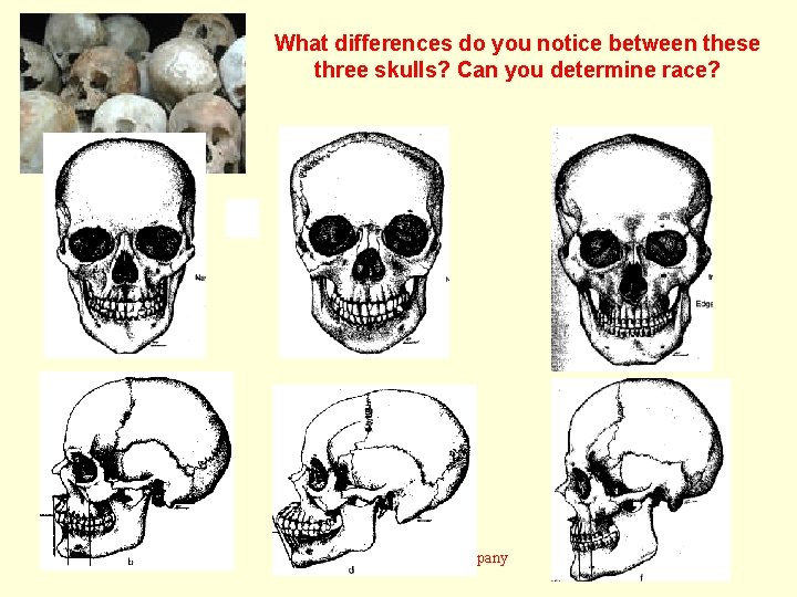 What differences do you notice between these three skulls? Can you determine race? Kendall/Hunt