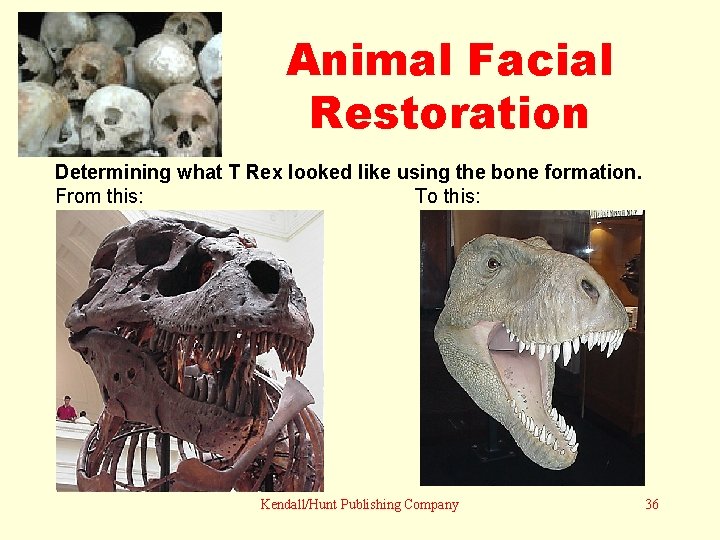Animal Facial Restoration Determining what T Rex looked like using the bone formation. From