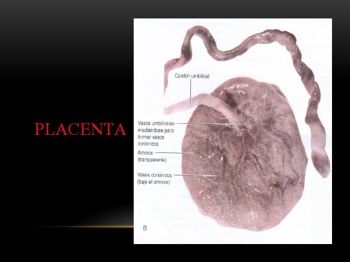 PLACENTA 