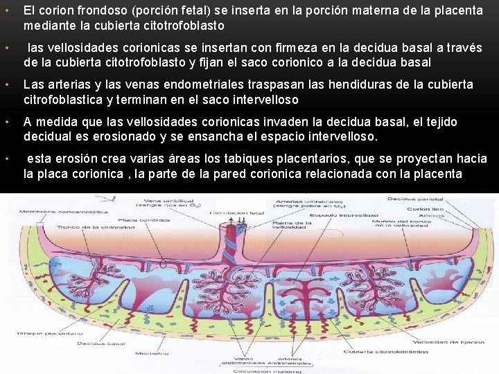 • El corion frondoso (porción fetal) se inserta en la porción materna de
