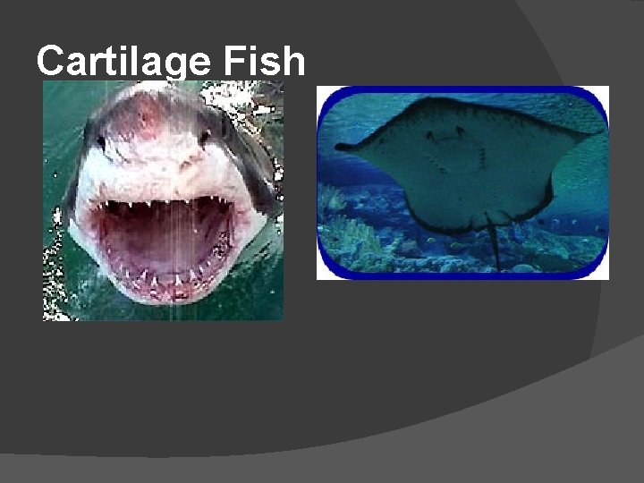 Cartilage Fish 