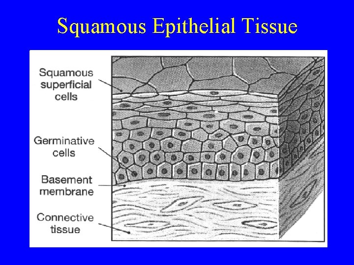 Squamous Epithelial Tissue 