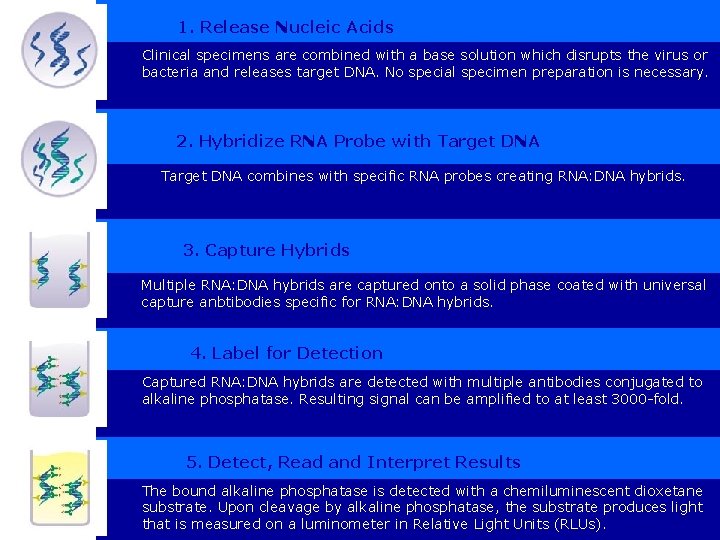 1. Release Nucleic Acids Clinical specimens are combined with a base solution which disrupts