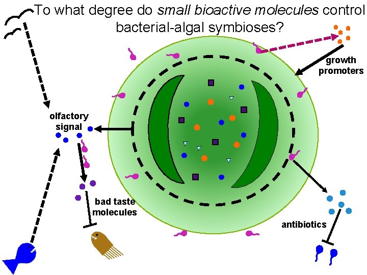 To what degree do small bioactive molecules control bacterial-algal symbioses? growth promoters olfactory signal