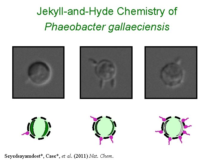 Jekyll-and-Hyde Chemistry of Phaeobacter gallaeciensis Seyedsayamdost*, Case*, et al. (2011) Nat. Chem. 