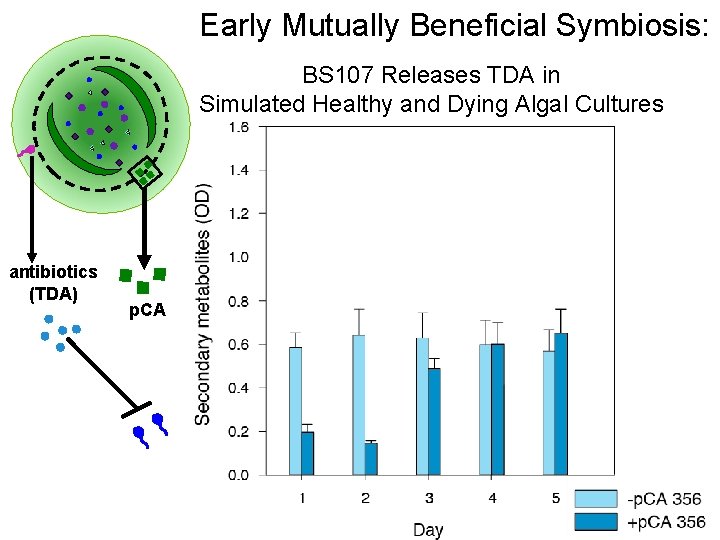 Early Mutually Beneficial Symbiosis: BS 107 Releases TDA in Simulated Healthy and Dying Algal