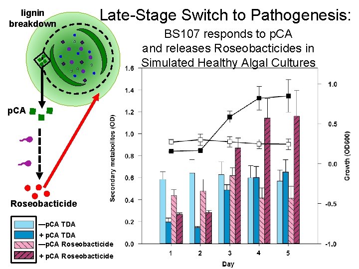 lignin breakdown Late-Stage Switch to Pathogenesis: p. CA Roseobacticide —p. CA TDA + p.