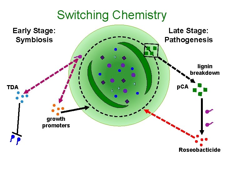 Switching Chemistry Early Stage: Symbiosis Late Stage: Pathogenesis lignin breakdown p. CA TDA growth